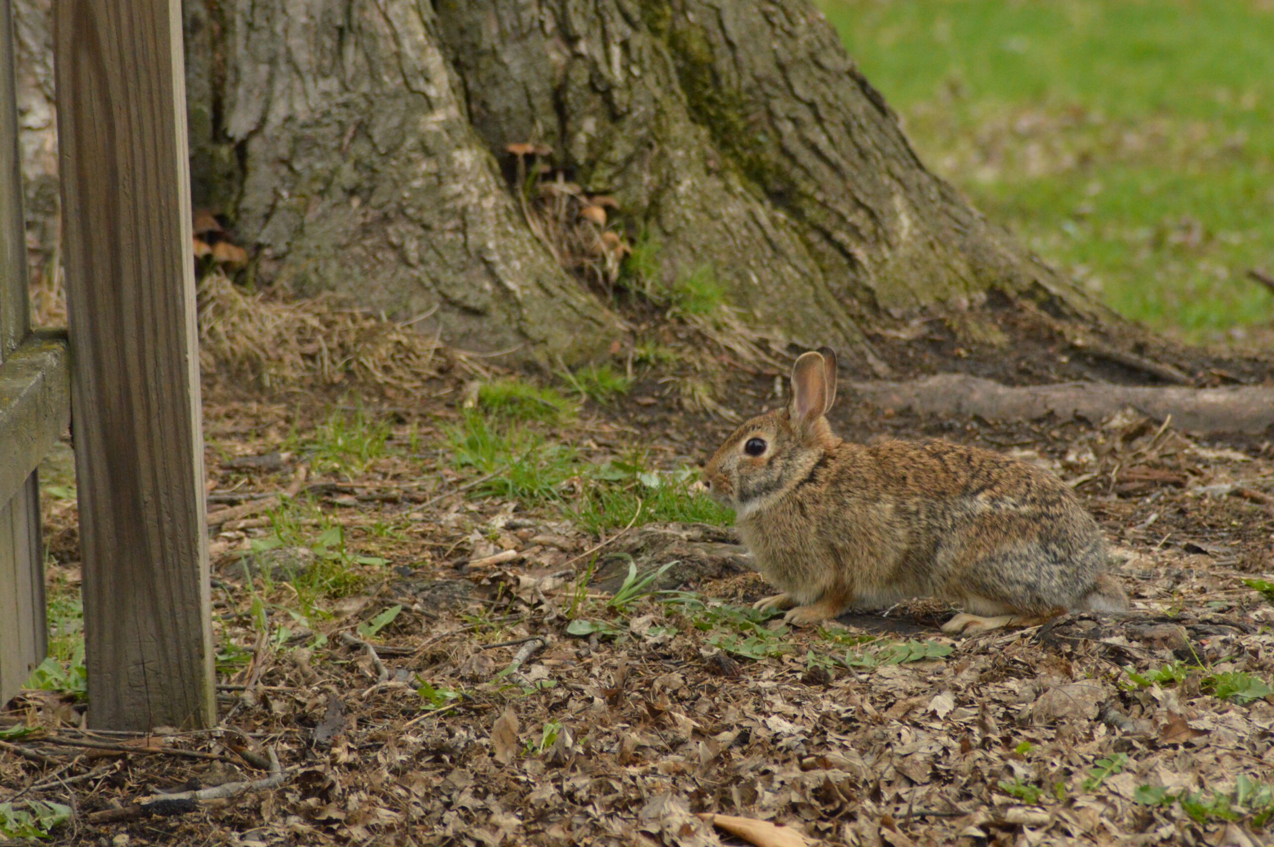 tree, roots, rabbit, nature, grass, mushrooms, leaves